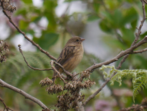Yellow Bishop