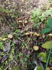 Suillus sibiricus