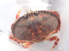 Metacarcinus novaezelandiae
