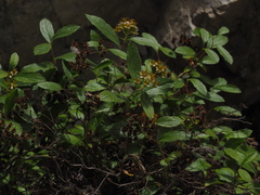 Spiraea decumbens