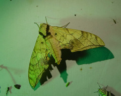 Ambulyx substrigilis