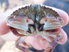 Metacarcinus novaezelandiae