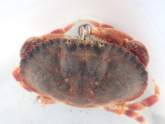 Metacarcinus novaezelandiae