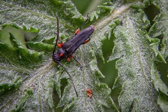Phytoecia pustulata