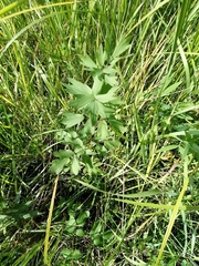 Thalictrum flavum