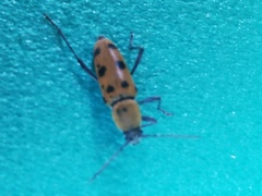 Chlorophorus glabromaculatus