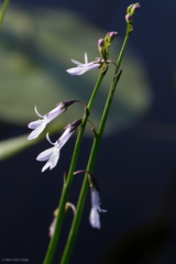 Lobelia dortmanna