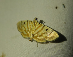 Notarcha