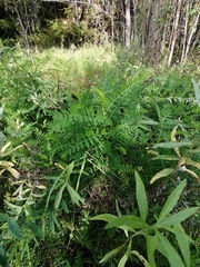Astragalus uliginosus