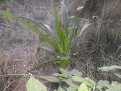 Crinum pedunculatum