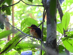Actenoides concretus