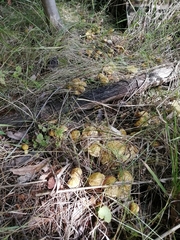 Suillus sibiricus