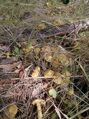 Suillus sibiricus
