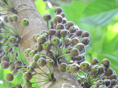 Ficus variegata