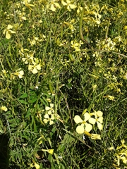 Raphanus raphanistrum