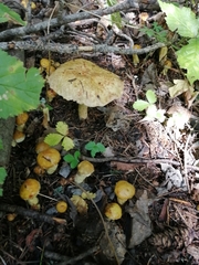 Suillus sibiricus