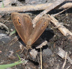 Brakefieldia perspicua
