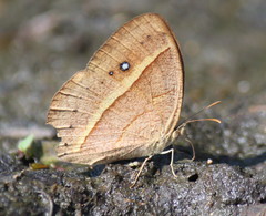 Brakefieldia perspicua