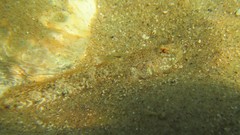 Favonigobius lateralis