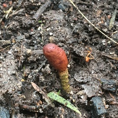 Cordyceps meneristitis