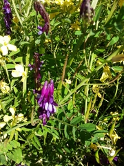 Vicia eriocarpa