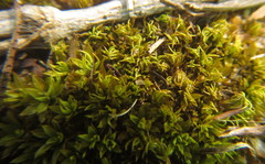 Trichostomum brachydontium