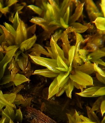 Trichostomum brachydontium