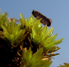 Trichostomum brachydontium