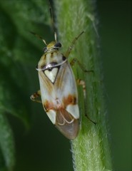Lygus gemellatus
