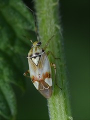 Lygus gemellatus
