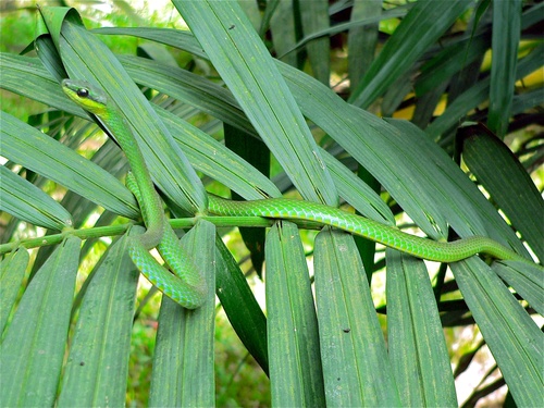 Emerald Snake, Hapsidophrys smaragdina