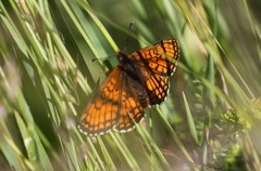 Melitaea parthenoides