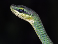 Hapsidophrys smaragdinus