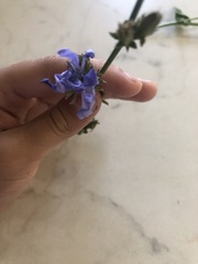Cichorium intybus