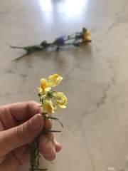Linaria vulgaris