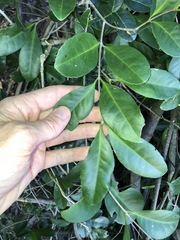 Loeseneriella barbata