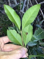 Loeseneriella barbata