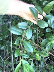 Loeseneriella barbata