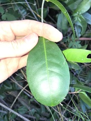 Loeseneriella barbata