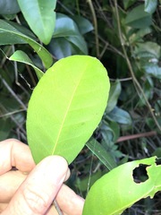 Loeseneriella barbata