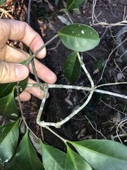 Loeseneriella barbata