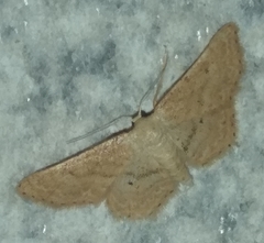 Idaea belemiata