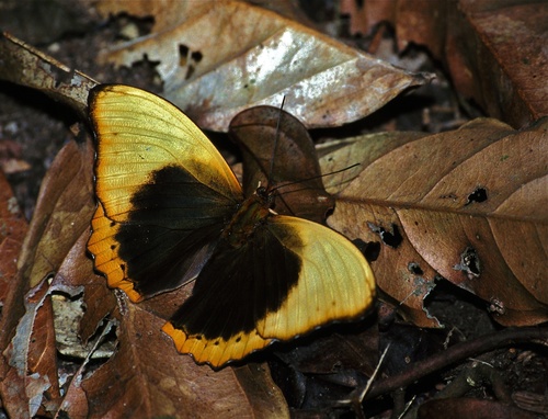 Scalloped Yellow Glider