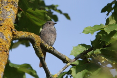 Phoenicurus ochruros gibraltariensis
