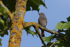 Phoenicurus ochruros gibraltariensis