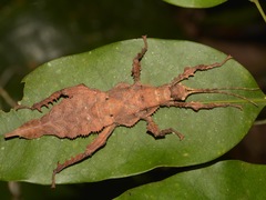 Heteropteryx dilatata