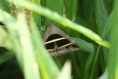 Grammodes bifasciata