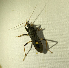 Ectomocoris atrox