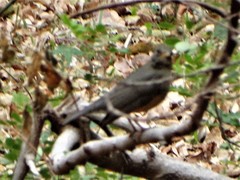 Turdus olivaceus pondoensis