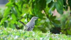 Mimus polyglottos